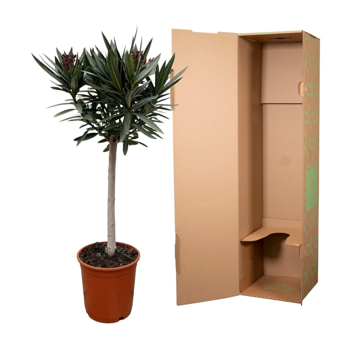 Oleander Hochstamm – Nerium Oleander – ca. 90 cm – Ø22 cm Topf – Immergrün &amp; Mediterran - Wurzelwerk Design