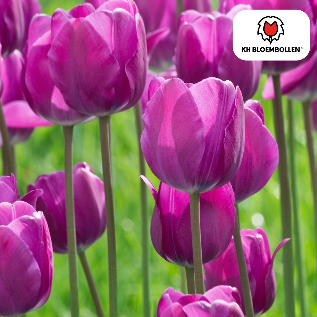 Purple Prince Tulpenzwiebeln – 20er - Pack | Tiefviolette Frühlingsblüten - Wurzelwerk Design