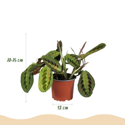 Maranta Tricolour kaufen | Gebetspflanze – Topf Ø 12 cm, Höhe 25 cm - Wurzelwerk Design