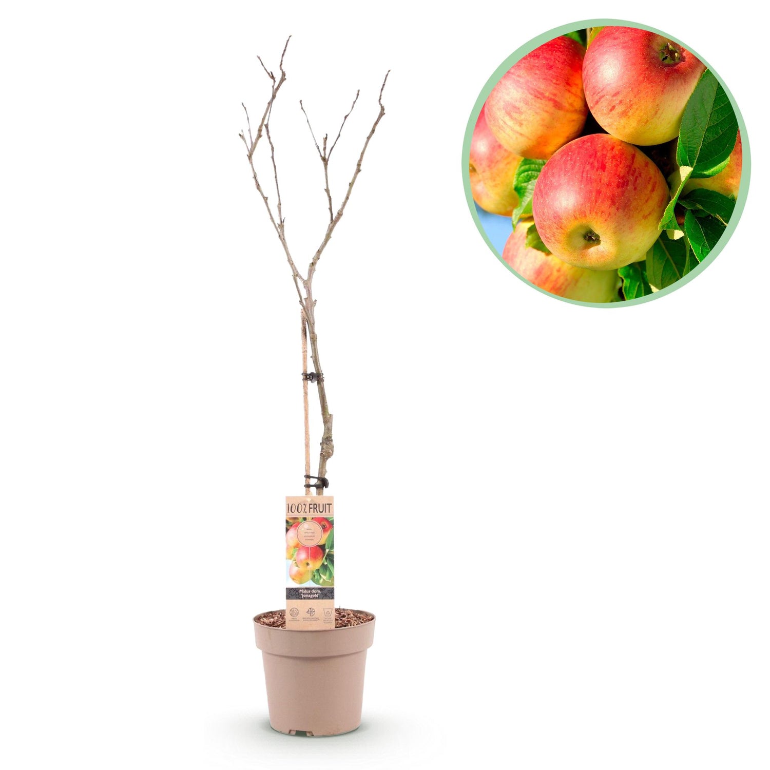 Apfelbaum - Malus domestica Jonagold - Gelbgrüner Apfel - Topf 21cm Höhe 90cm