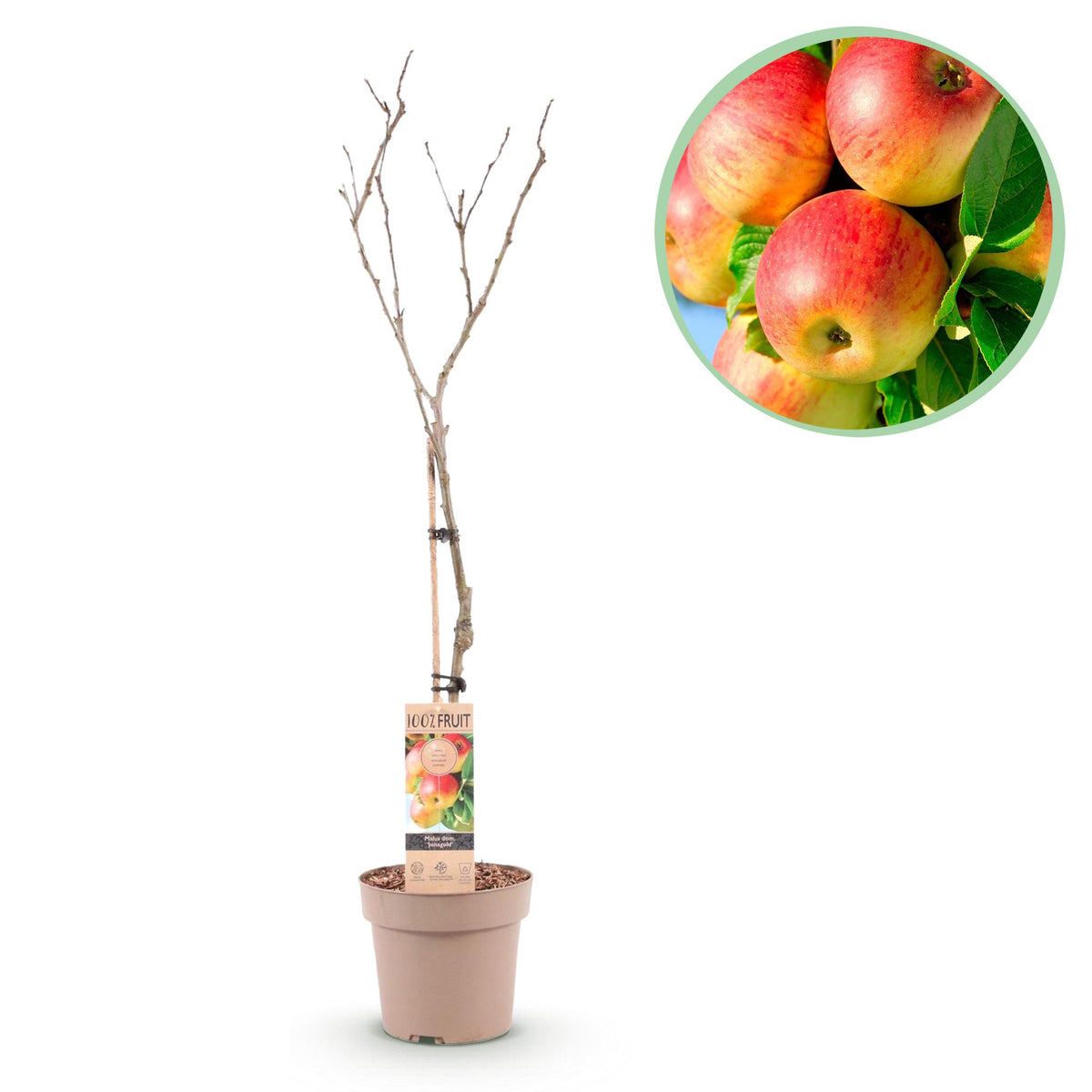 Gelbgrüner Apfelbaum Malus domestica Jonagold im Topf, Everspring, 21 cm Durchmesser, 90 cm hoch, fruchttragende Pflanze