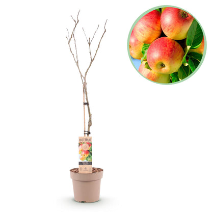 Apfelbaum - Malus domestica Jonagold - Gelbgrüner Apfel - Topf 21cm Höhe 90cm