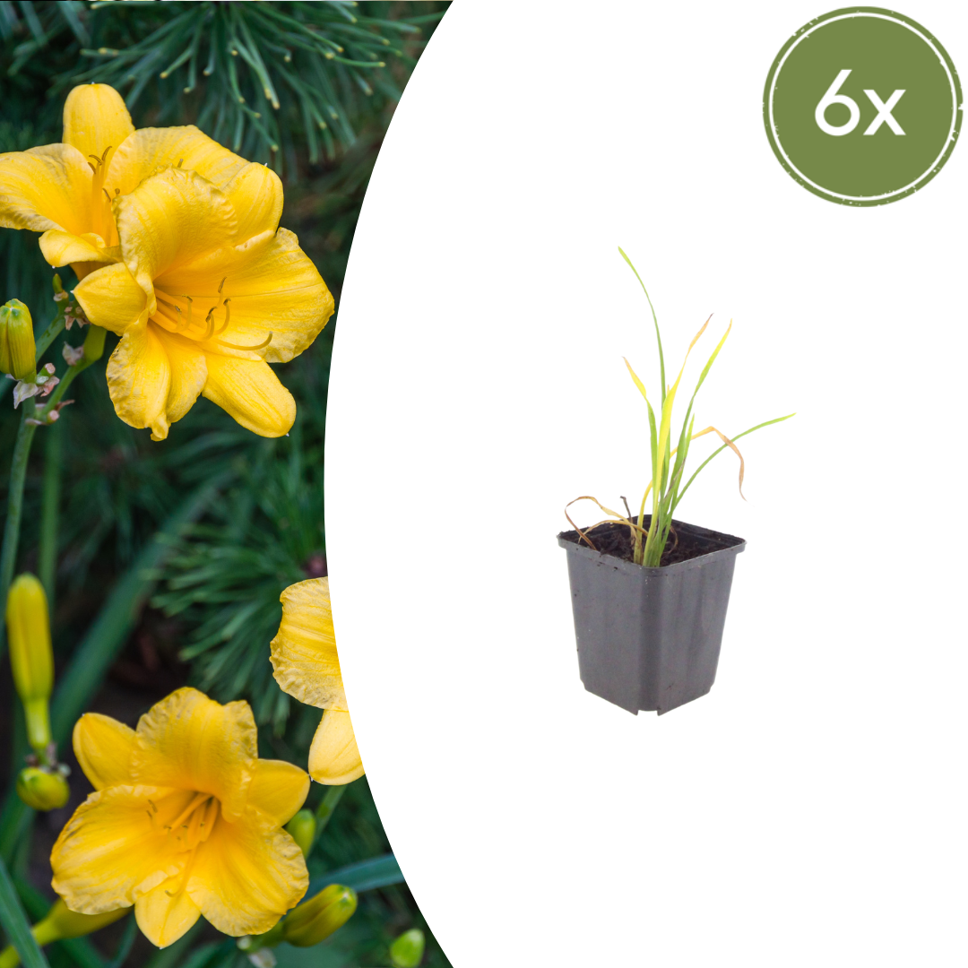 6x Hemerocallis &