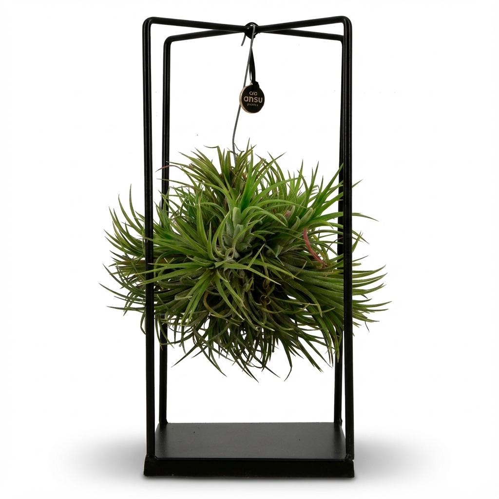 Everspring Tillandsia Luftpflanze im Dekor, Durchmesser 14 cm, Höhe 37 cm, grüne Pflanze in dekorativem Behälter