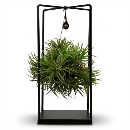 Everspring Tillandsia Luftpflanze im Dekor, Durchmesser 14 cm, Höhe 37 cm, grüne Pflanze in dekorativem Behälter