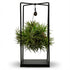 Everspring Tillandsia Luftpflanze im Dekor, Durchmesser 14 cm, Höhe 37 cm, grüne Pflanze in dekorativem Behälter
