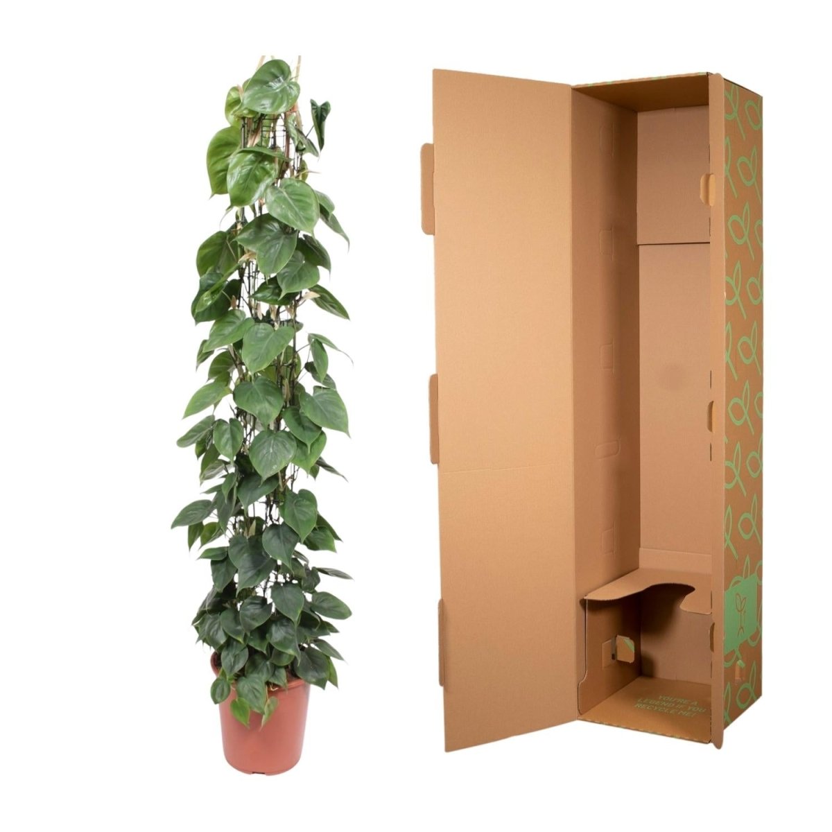 Philodendron scandens | Herzblatt - Philodendron – Pflegeleichte Kletter - &amp; Hängepflanze - Wurzelwerk Design
