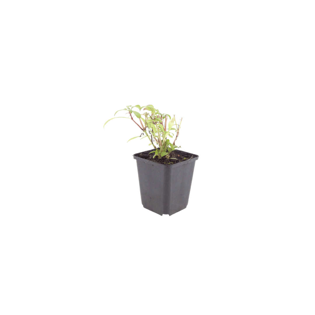 Sechs Centranthus ruber &