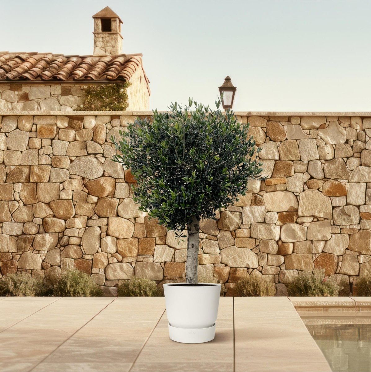 Olivenbaum kaufen – Olea europaea ‚Lorc&