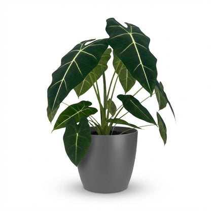 Alocasia Frydek kaufen | Elefantenohr – Topf Ø 19 cm, Höhe 60 cm - Wurzelwerk Design