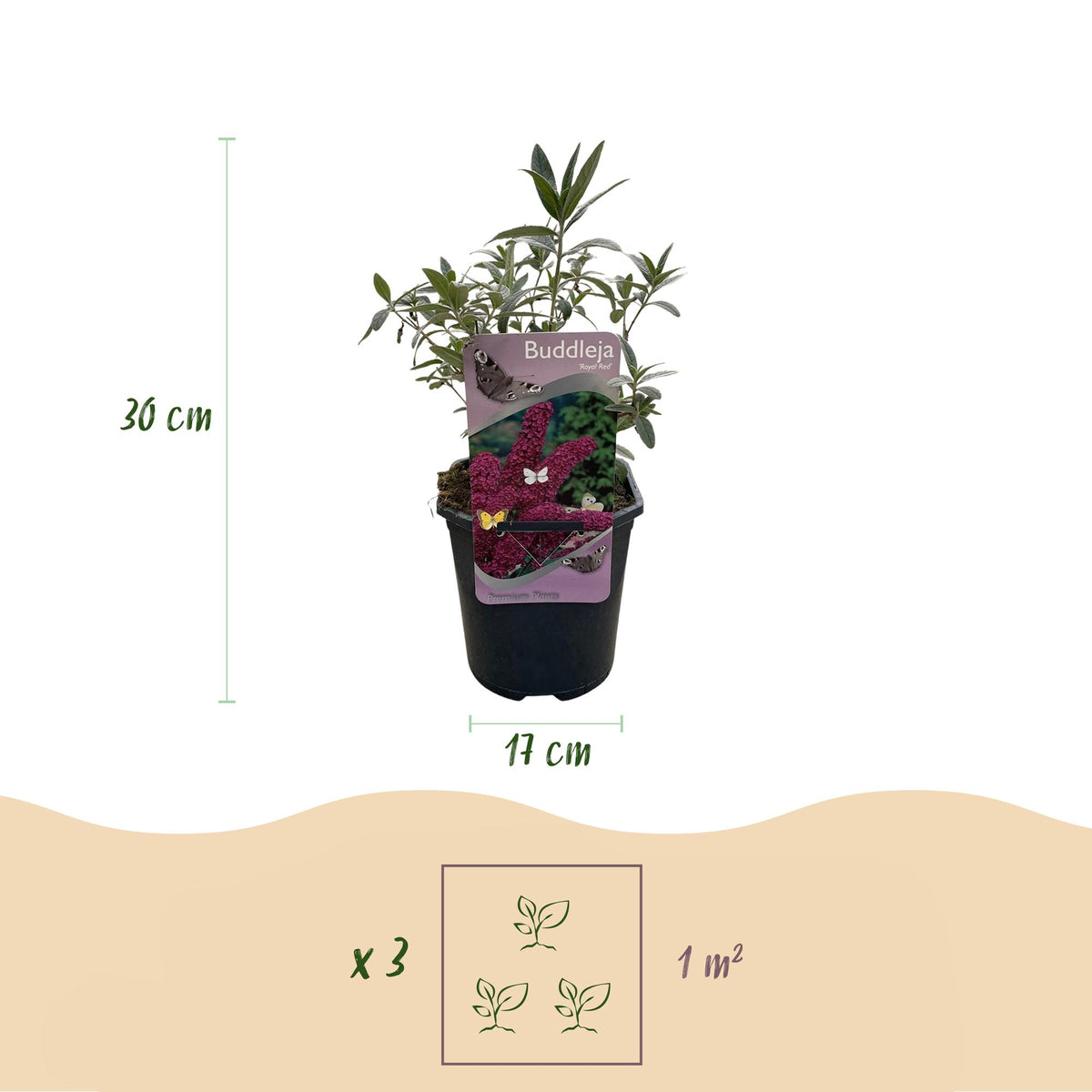 Buddleja davidii Royal Red Schmetterlingsstrauch, rot blühend, laubabwerfend, Topf 17cm, Schmetterlingsanziehend, Everspring