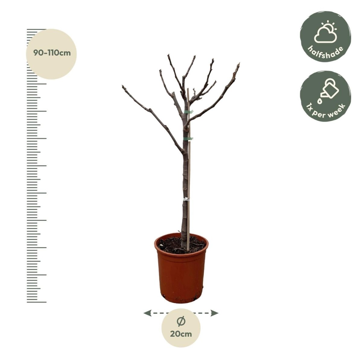 Ficus Carica – Echter Feigenbaum für Garten &amp; Terrasse - Wurzelwerk Design
