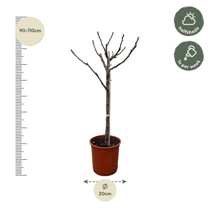 Ficus Carica – Echter Feigenbaum für Garten &amp; Terrasse - Wurzelwerk Design