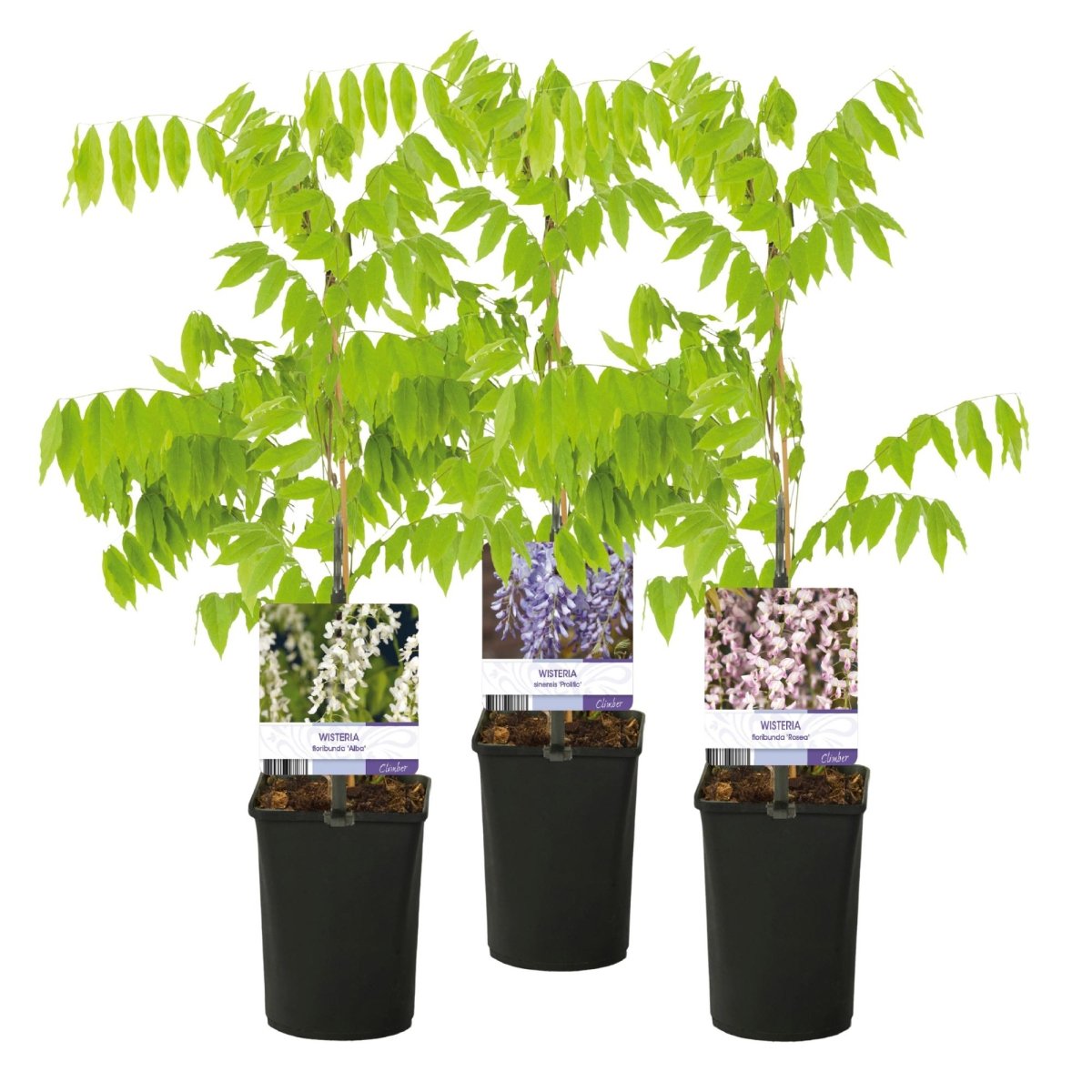 Blauregen Wisteria floribunda Tricolour | 3 Pflanzen Blau, Rosa &amp; Weiß – Kletterpflanze - Wurzelwerk Design