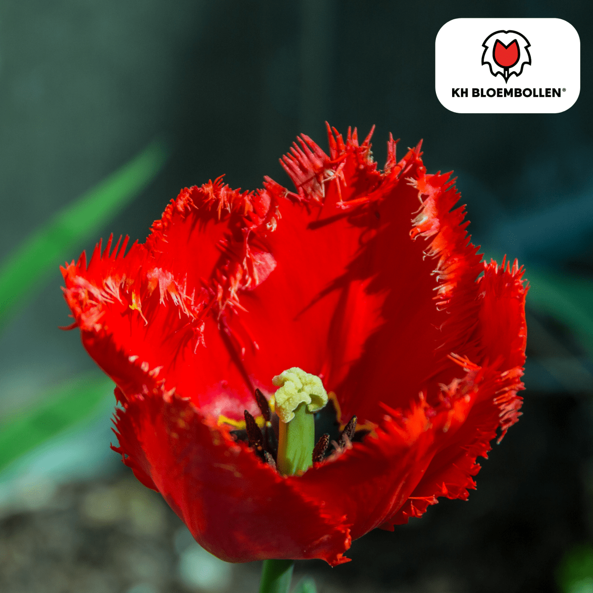 Tulpenzwiebeln Masterpeace – 20er - Pack | Intensiv &amp; edel - Wurzelwerk Design