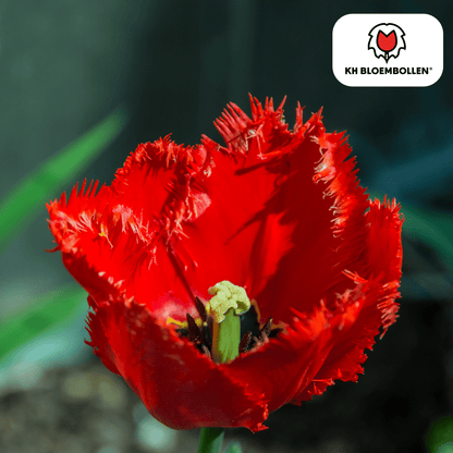 Tulpenzwiebeln Masterpeace – 20er - Pack | Intensiv &amp; edel - Wurzelwerk Design