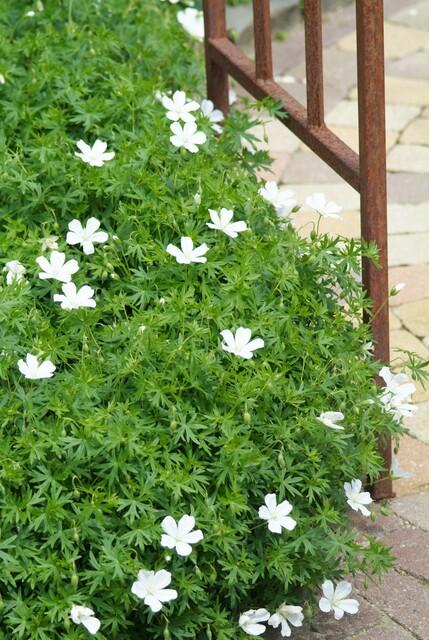 24x Geranium sanguineum ‘Album’ – Weißblühender Storchschnabel – Höhe 10–25 cm – Ø 9 cm Topf - Wurzelwerk Design
