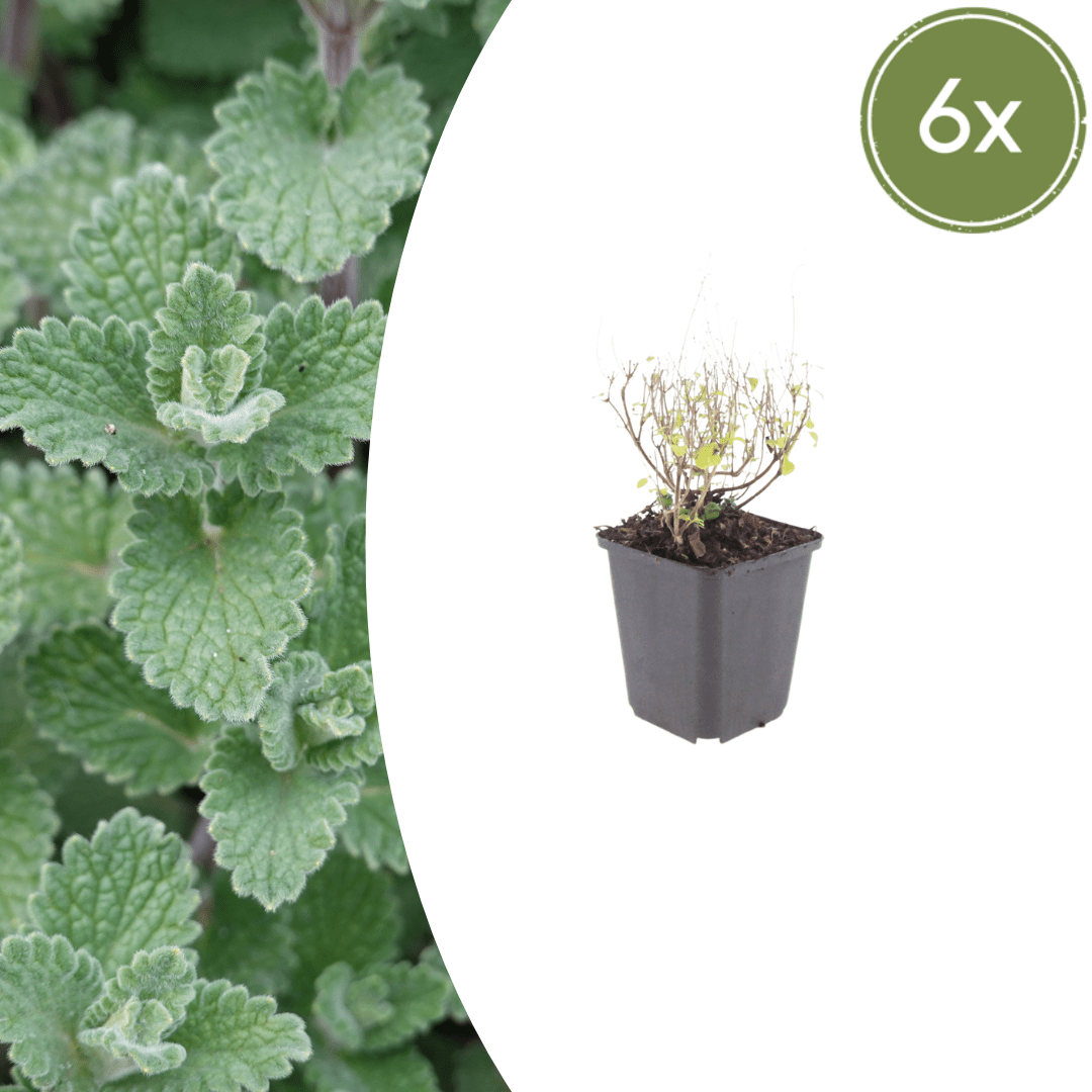 Sechs Calamintha nepeta Pflanzen von Everspring, ca. 10-25 cm hoch, in Ø 9 cm Töpfen, grüne aromatische Gartenpflanzen.