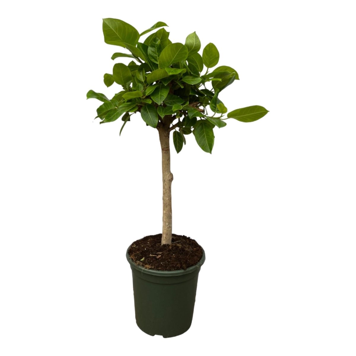 Ficus Altissimo Variegata – Exotische Zimmerpflanze mit Muster - Wurzelwerk Design