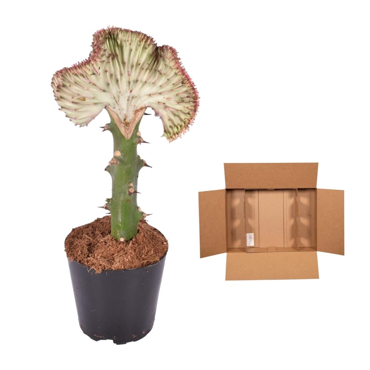 Euphorbia lactea Cristata rot - 35 cm - Ø 12 cm - Wurzelwerk Design