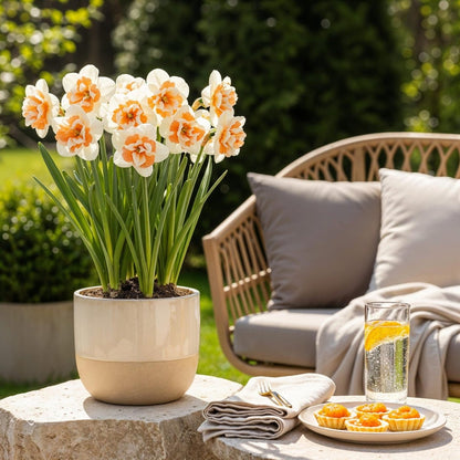 Blumenzwiebeln Narzisse Replete | 10 Stück Weiß - Orange – Zwiebelgröße 10/12 – XXL Pack - Wurzelwerk Design