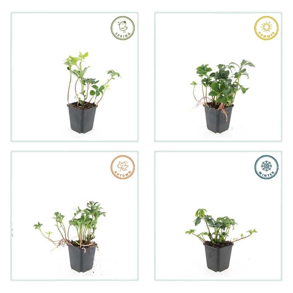 Pachysandra terminalis ‘Green Sheen’ – 24 Pflanzen, Ø 9 cm Topf, Höhe 10–25 cm – Immergrüner Bodendecker für Schattenlagen - Wurzelwerk Design