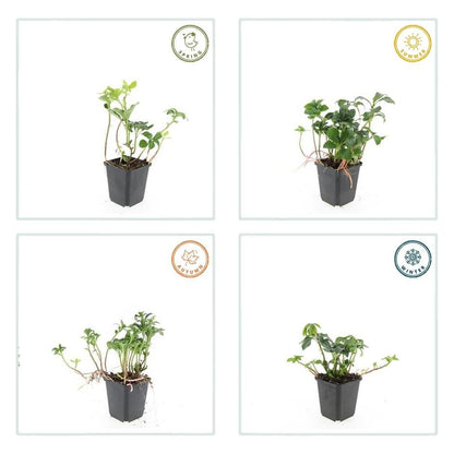 Pachysandra terminalis ‘Green Sheen’ – 24 Pflanzen, Ø 9 cm Topf, Höhe 10–25 cm – Immergrüner Bodendecker für Schattenlagen - Wurzelwerk Design