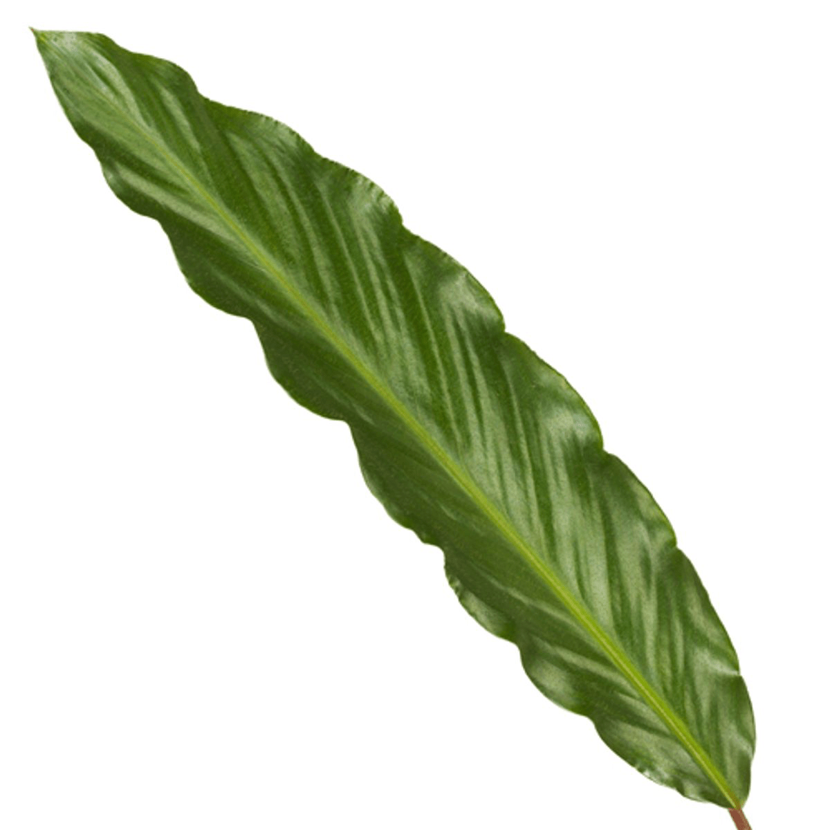 Calathea ‘Wavestar’ 80 cm | Korbmarante im Ø19 cm Topf – Pflegeleicht &amp; Haustierfreundlich - Wurzelwerk Design