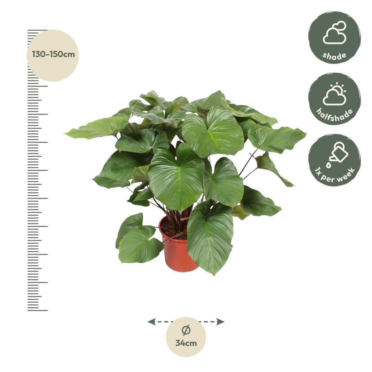 Homalomena Rubescens Maggy - 100 cm - Ø 24 cm - Wurzelwerk Design