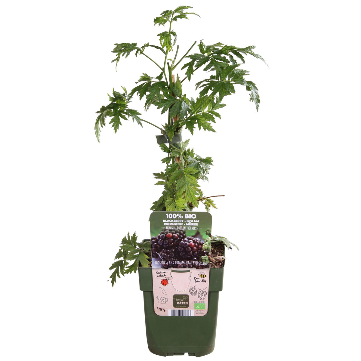 Everspring Dornenlose Brombeere ‘Thornless Evergreen’ Pflanze, ca. 45 cm hoch, in einem 13 cm Topf, grüne Blätter und reife Beeren