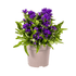 Knäuel - Glockenblume ‘Genti Blue’ Ø 19 cm - Höhe 30 - 40 cm - Wurzelwerk Design