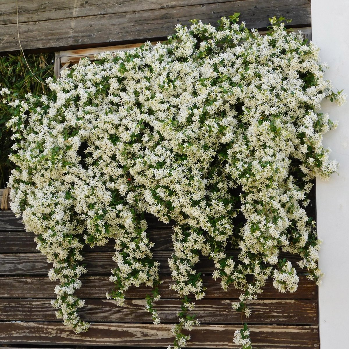 Toskanischer Jasmin - Trachelospermum jasminoides - Blüte Weiß - Immergrün - 2 Pflanzen - Wurzelwerk Design