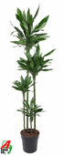Große Dracaena Janet Lind XXL, 180 cm, Everspring Pflanze mit grünen Blättern, auf Bildvordergrund zu sehen