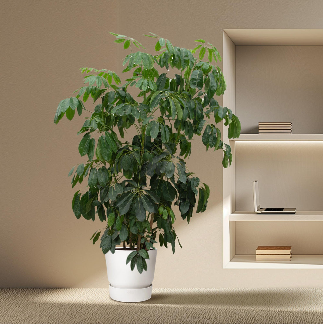 Große Schefflera Amate XL Pflanze von Everspring, 220 cm hoch mit einem Durchmesser von 45 cm, grüne Blätter, Zimmerpflanze