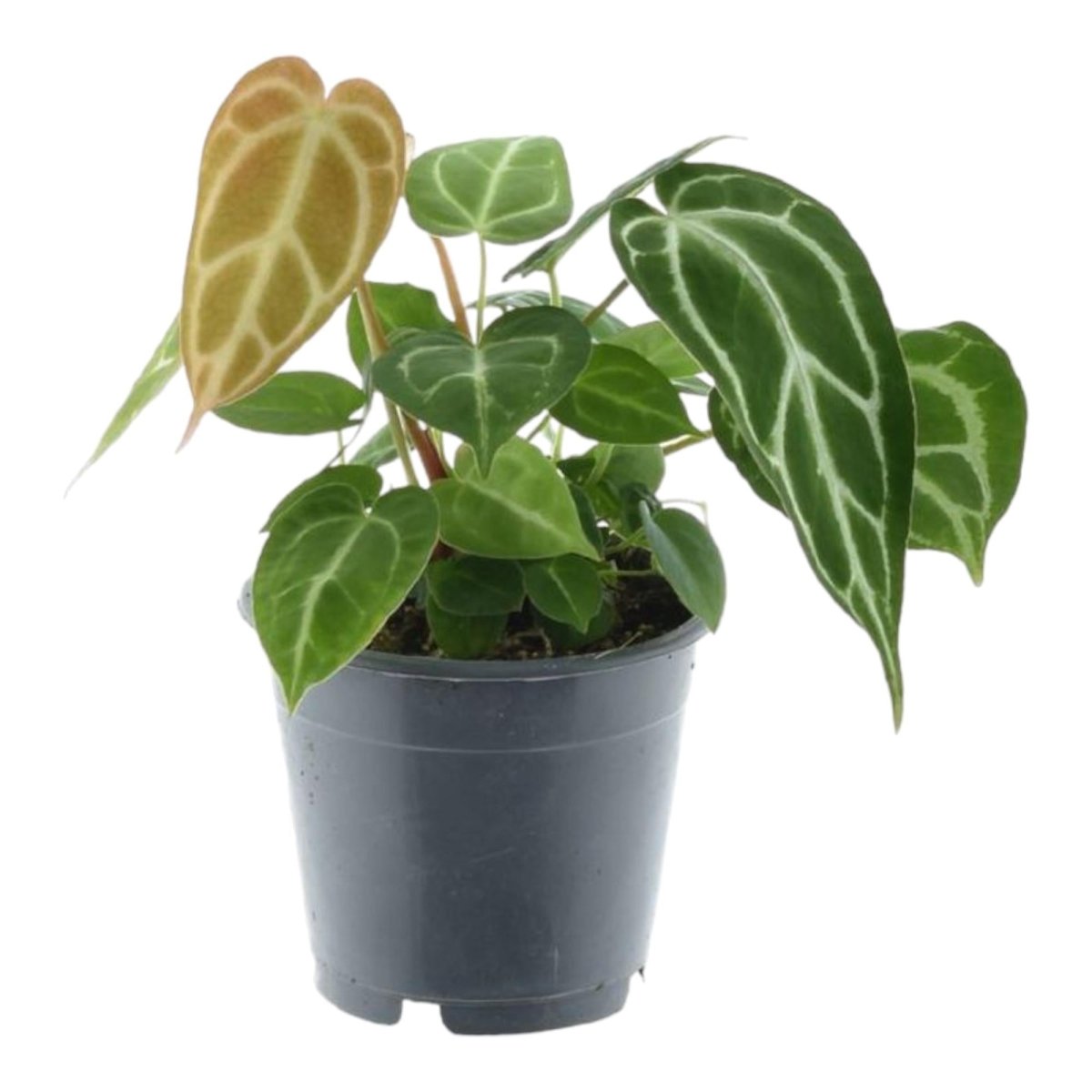 Anthurium crystallinum 35 cm | Seltene Samtpflanze im Ø12 cm Topf – Exklusive Rarität - Wurzelwerk Design