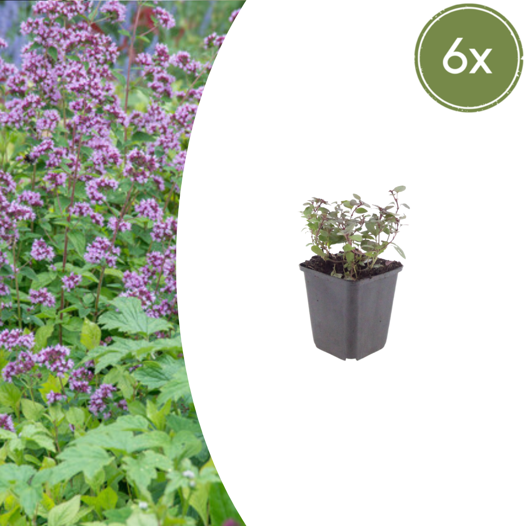 Sechs Everspring Origanum laevigatum &