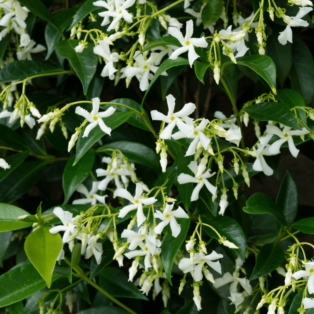 Sternjasmin kaufen | Trachelospermum jasminoides &