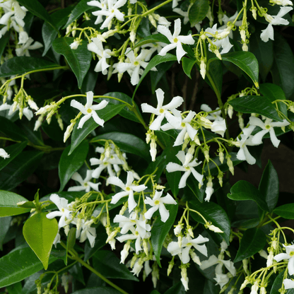 Sternjasmin kaufen | Trachelospermum jasminoides &