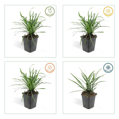 Sechs Liriope muscari &