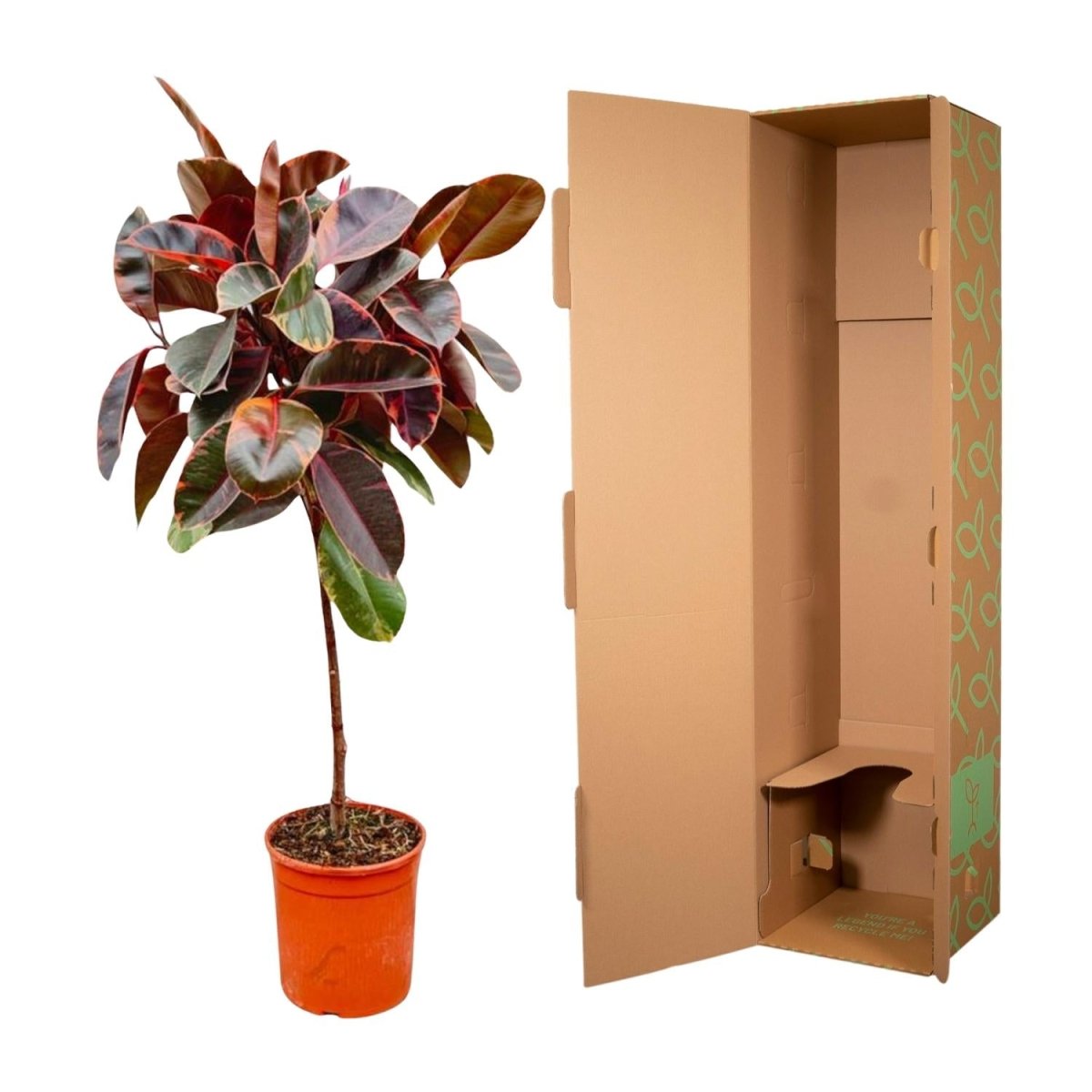 Ficus Elastica Robusta – Eleganter Gummibaum auf Stamm - Wurzelwerk Design