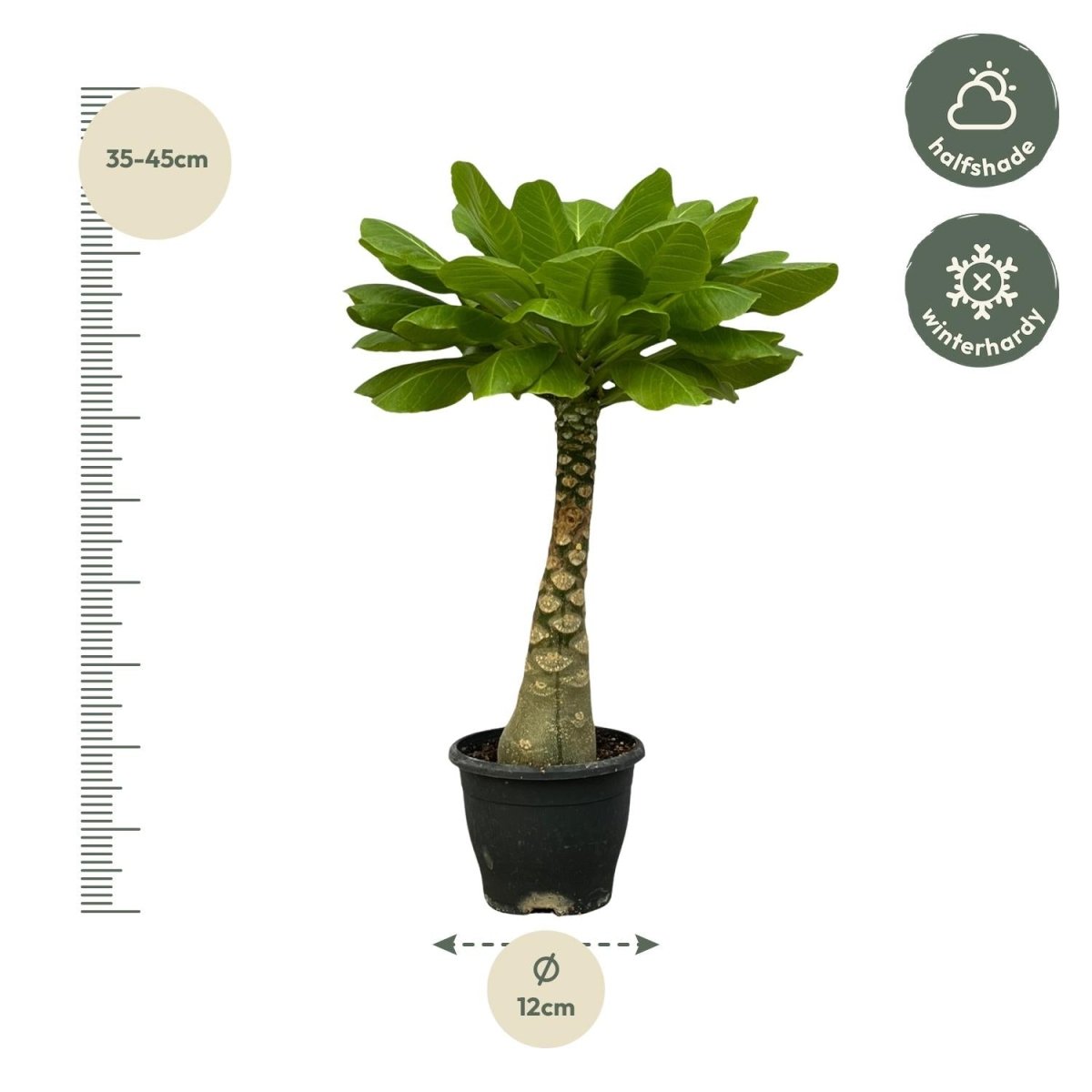 Hawaii - Palme Brighamia Insignis - 25 cm - Ø 12 cm - Wurzelwerk Design