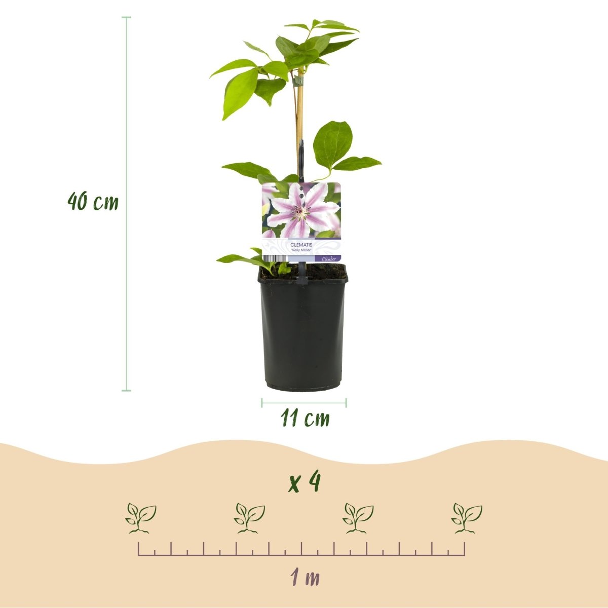 Kletterpflanze - Clematis Nelly Moser - Blüte Rosa - Wenig Pflege - 2 Pflanzen - Topf 11cm Höhe 40cm - Wurzelwerk Design