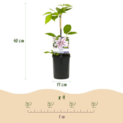 Kletterpflanze - Clematis Nelly Moser - Blüte Rosa - Wenig Pflege - 2 Pflanzen - Topf 11cm Höhe 40cm - Wurzelwerk Design