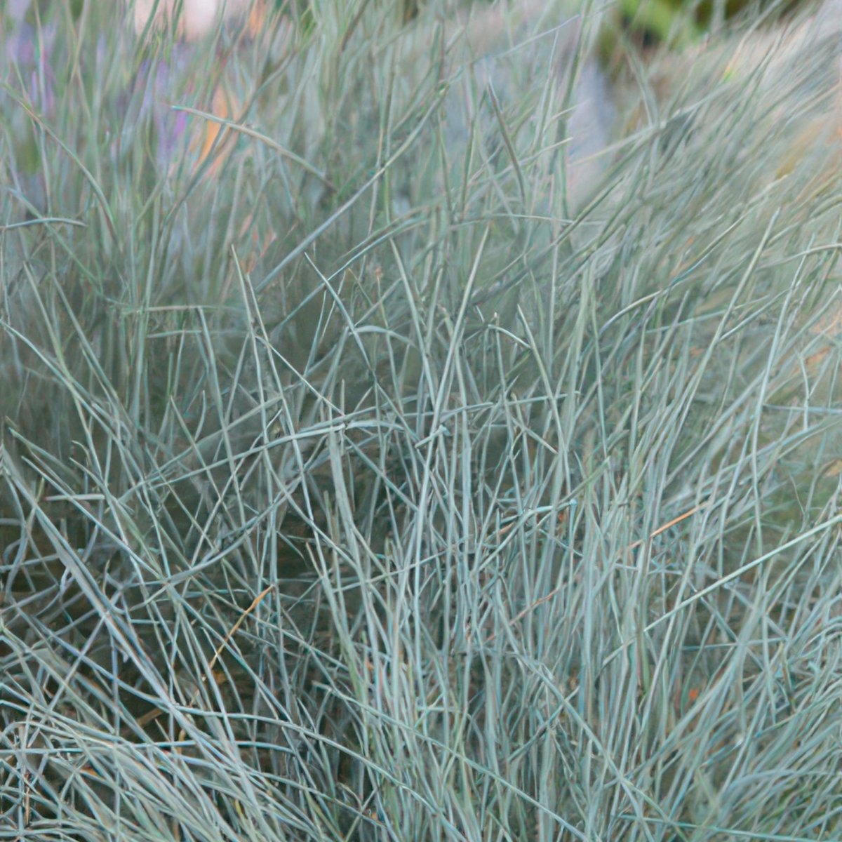 24x Festuca glauca ‘Elijah Bleu’ – Blauschwingel für Beete, Steingärten &amp; Rabatten – Höhe 10–25 cm – Ø 9 cm - Wurzelwerk Design
