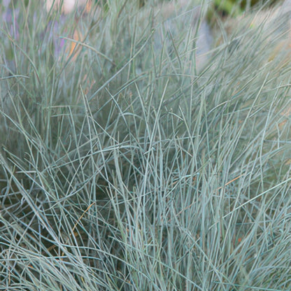 24x Festuca glauca ‘Elijah Bleu’ – Blauschwingel für Beete, Steingärten &amp; Rabatten – Höhe 10–25 cm – Ø 9 cm - Wurzelwerk Design