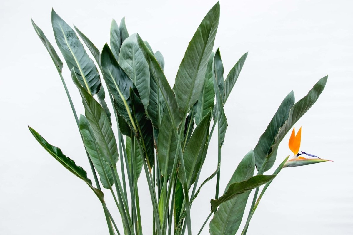 Strelitzia Reginae – Orange Paradiesvogel für Innen &amp; Garten - Wurzelwerk Design