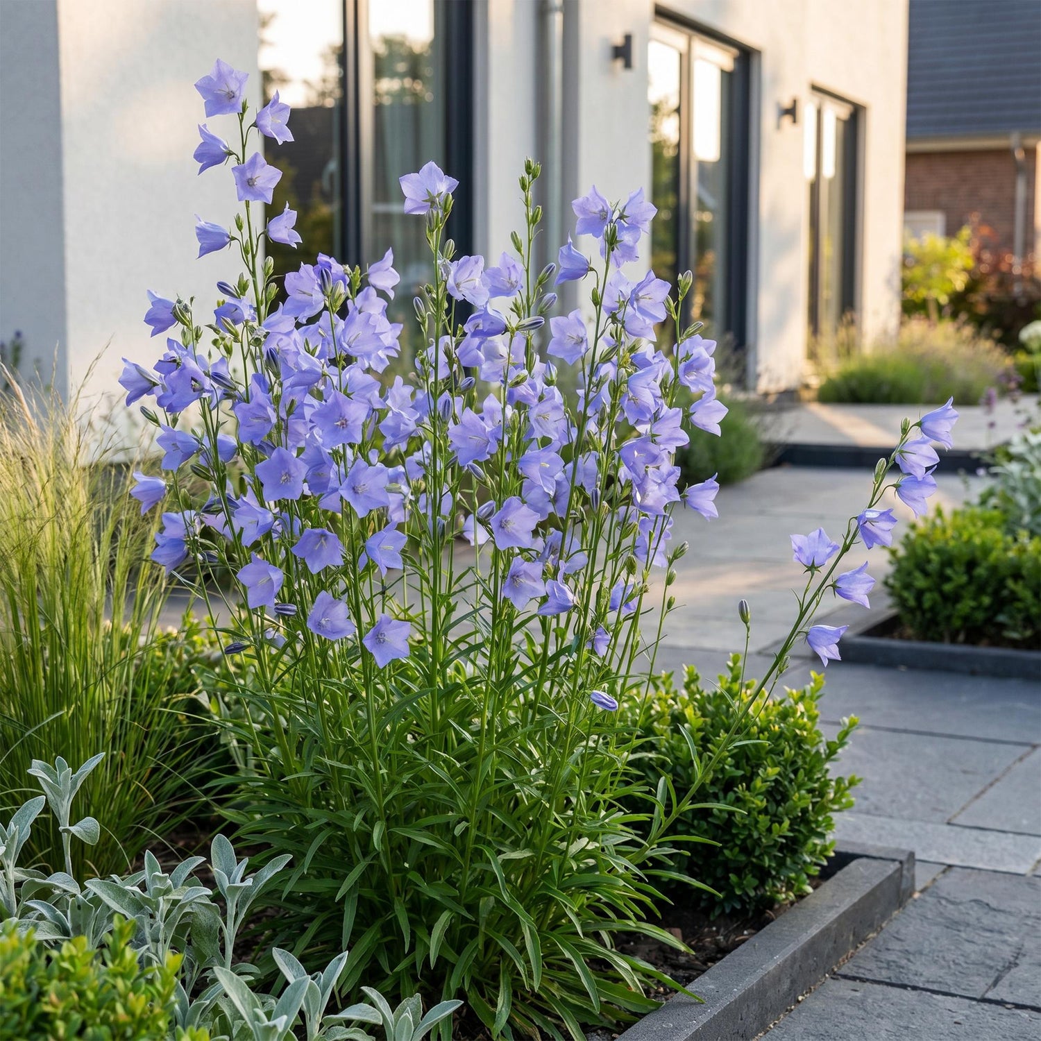 Pfirsichblättrige Glockenblume kaufen | Campanula persicifolia, blau