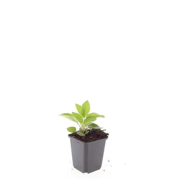 Rudbeckia fulgida ‘Goldsturm’ – 24 Pflanzen Ø 9 cm Höhe 10–25 cm – Winterharte Sonnenhut - Staude für sonnige Beete - Wurzelwerk Design