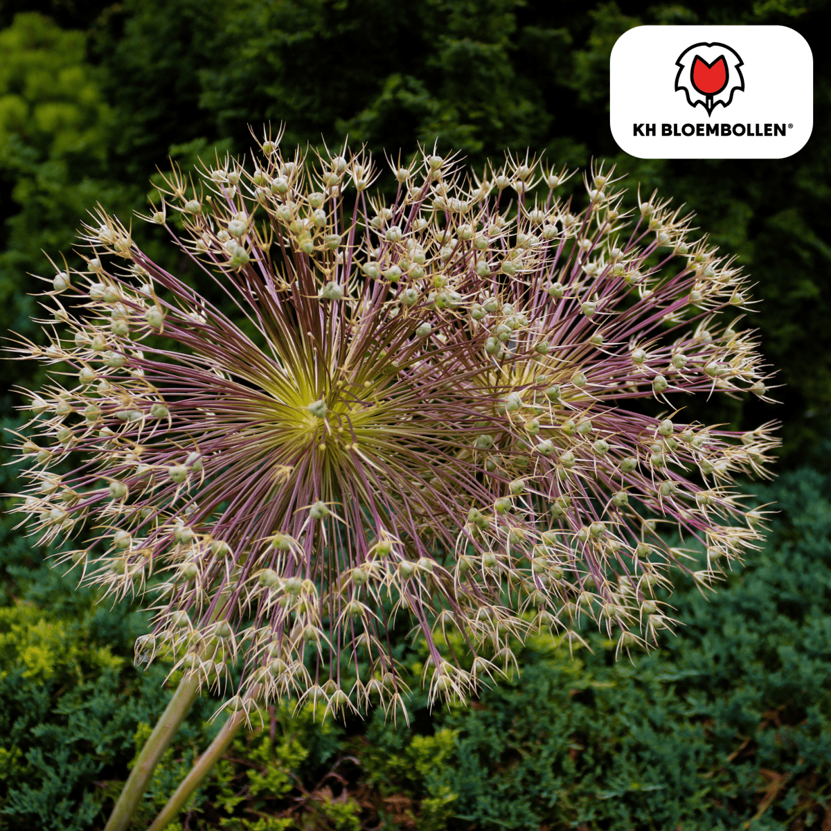 Allium schubertii – 5 Stück | Spektakulärer Zierlauch - Wurzelwerk Design