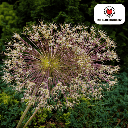Allium schubertii – 5 Stück | Spektakulärer Zierlauch - Wurzelwerk Design